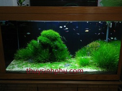 Hồ cá thủy sinh - 14