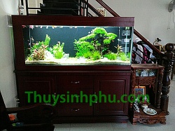 Hồ cá thủy sinh - 21