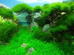 Hồ cá thủy sinh - 24