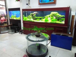 Hồ cá thủy sinh - 26