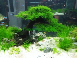 Hồ cá thủy sinh - 27