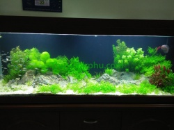 Hồ cá thủy sinh - 30