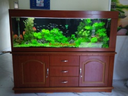 Hồ cá thủy sinh - 31