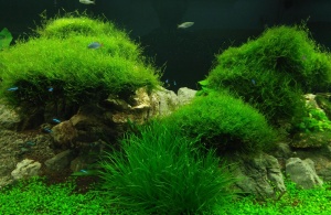 Hồ Cá Thủy Sinh Dài 2m6 - Thủy Snh Phú Gia