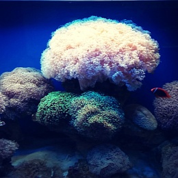 Công trình hồ cá cảnh biển kết hợp những loại san hô nhiều màu sắc đa dạng