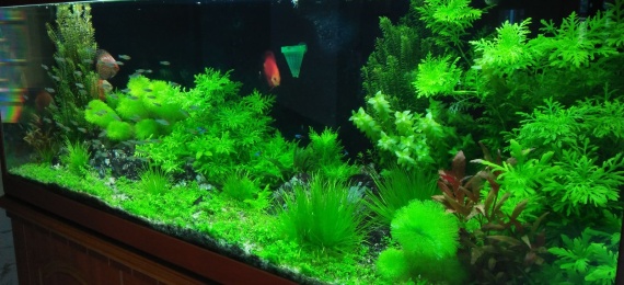 Sự lựa chọn của niềm đam mê