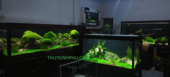 Hồ Thủy Sinh Tại Showroom