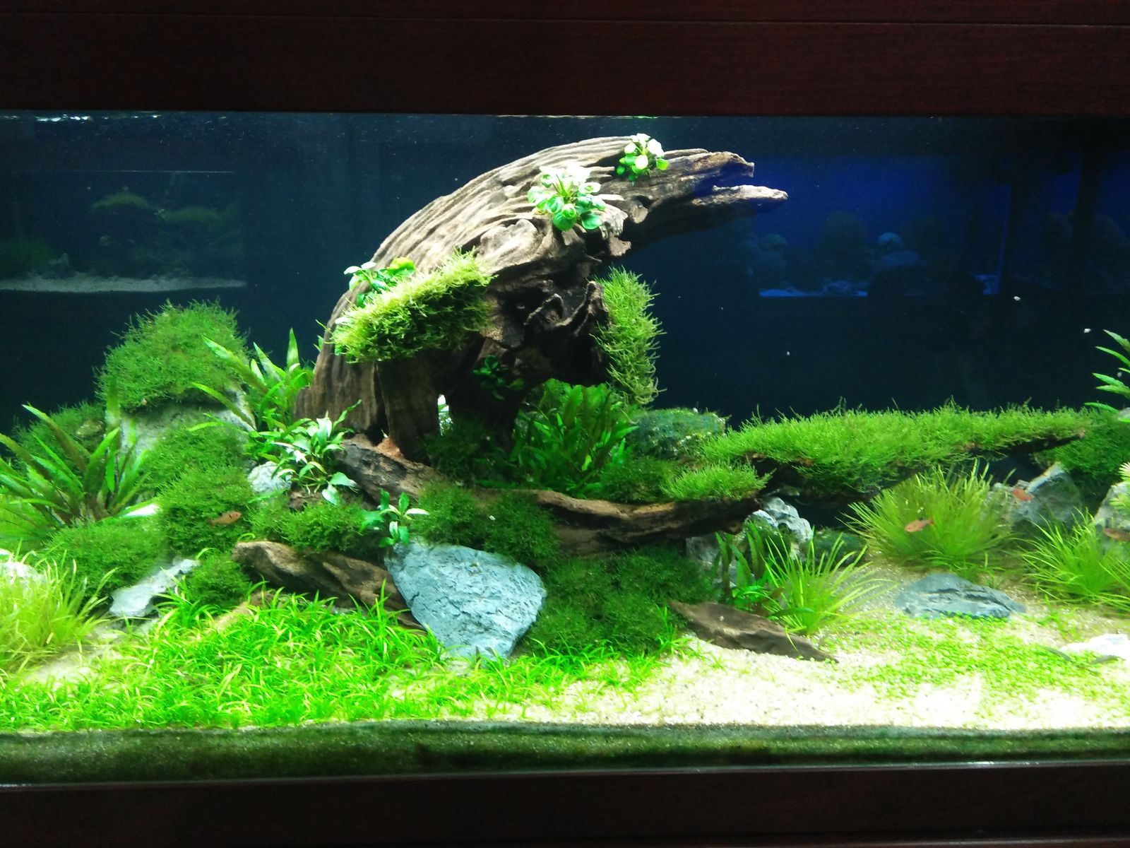 Nhưng loại cây thủy sinh đẹp