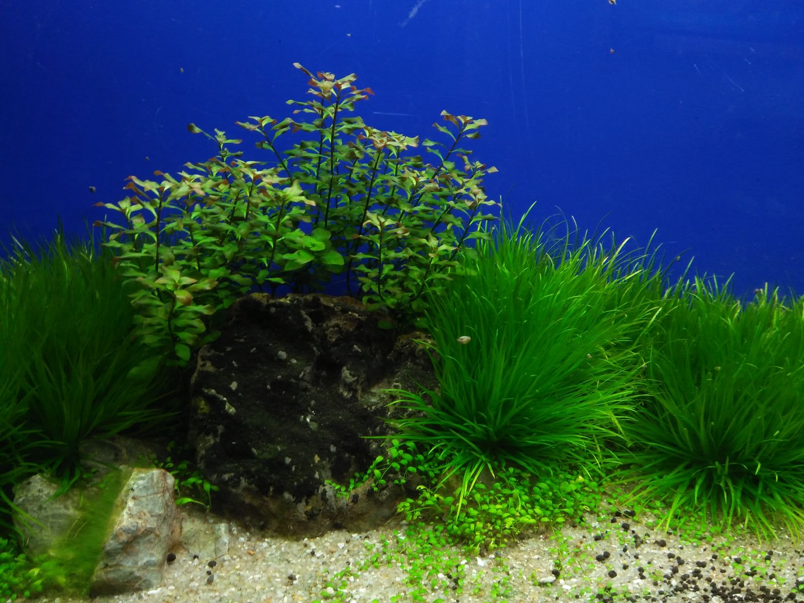 Nhưng loại cây thủy sinh đẹp