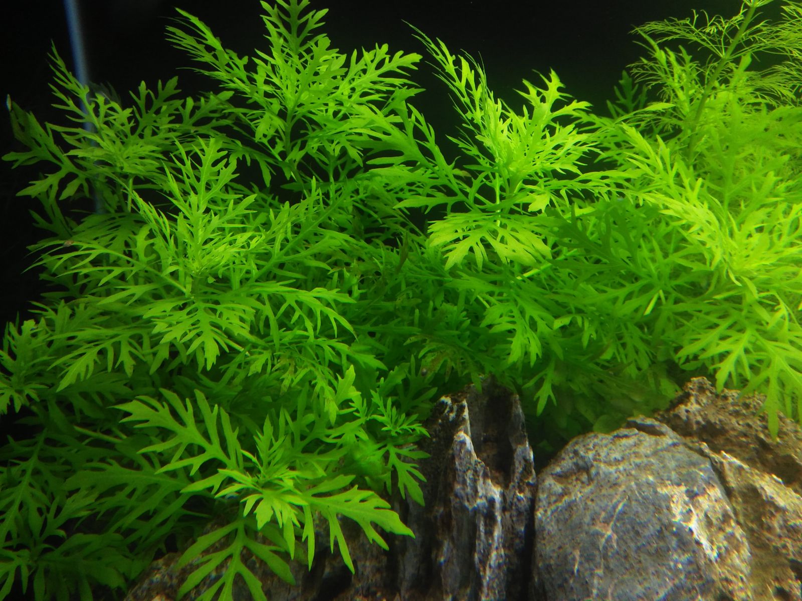 Nhưng loại cây thủy sinh đẹp