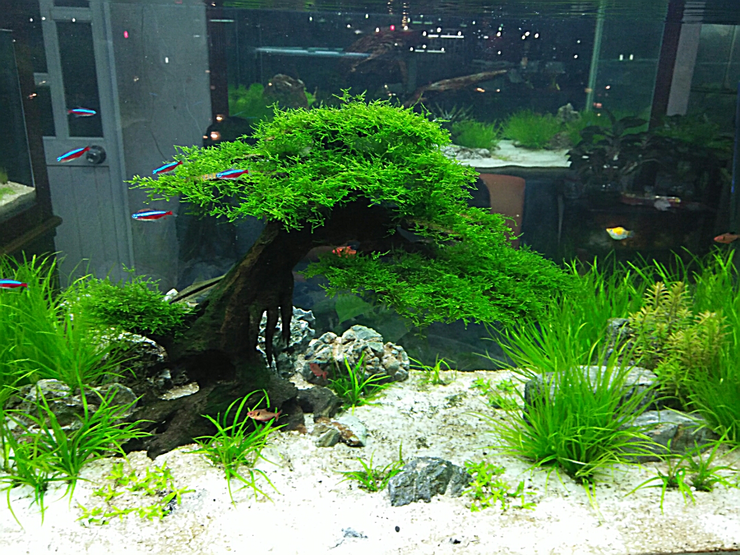 Nhưng loại cây thủy sinh đẹp