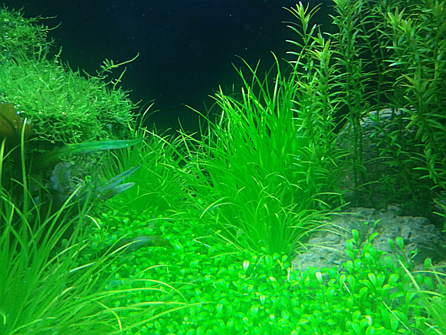 Nhưng loại cây thủy sinh đẹp