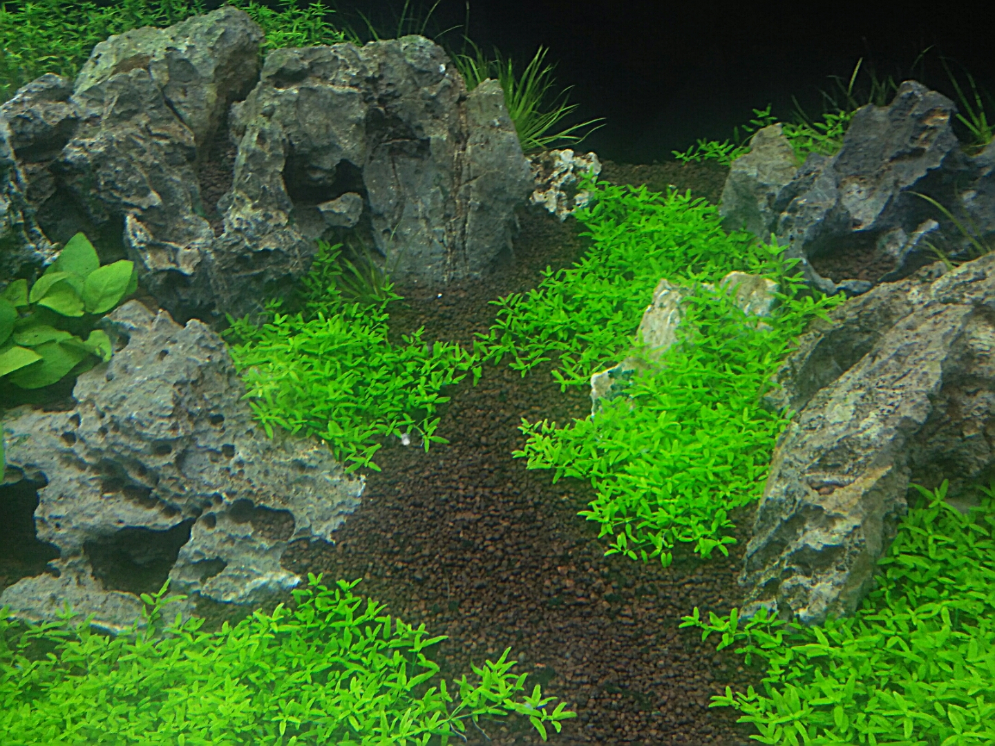 Nhưng loại cây thủy sinh đẹp